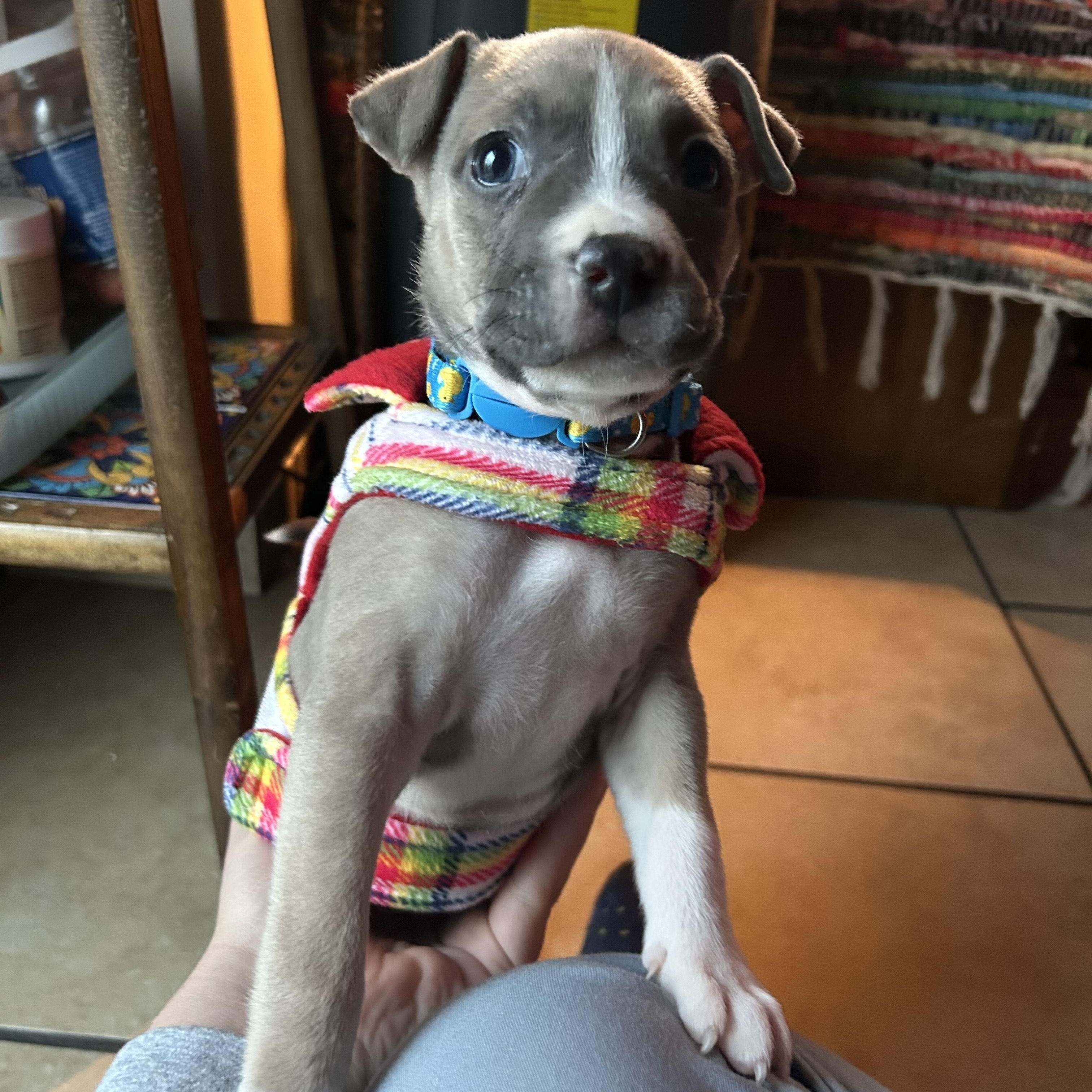 Enlarge Chai-ADOPT Me!!, a ADOPTABLE mixed breed in Redondo Beach, CA image 1/3