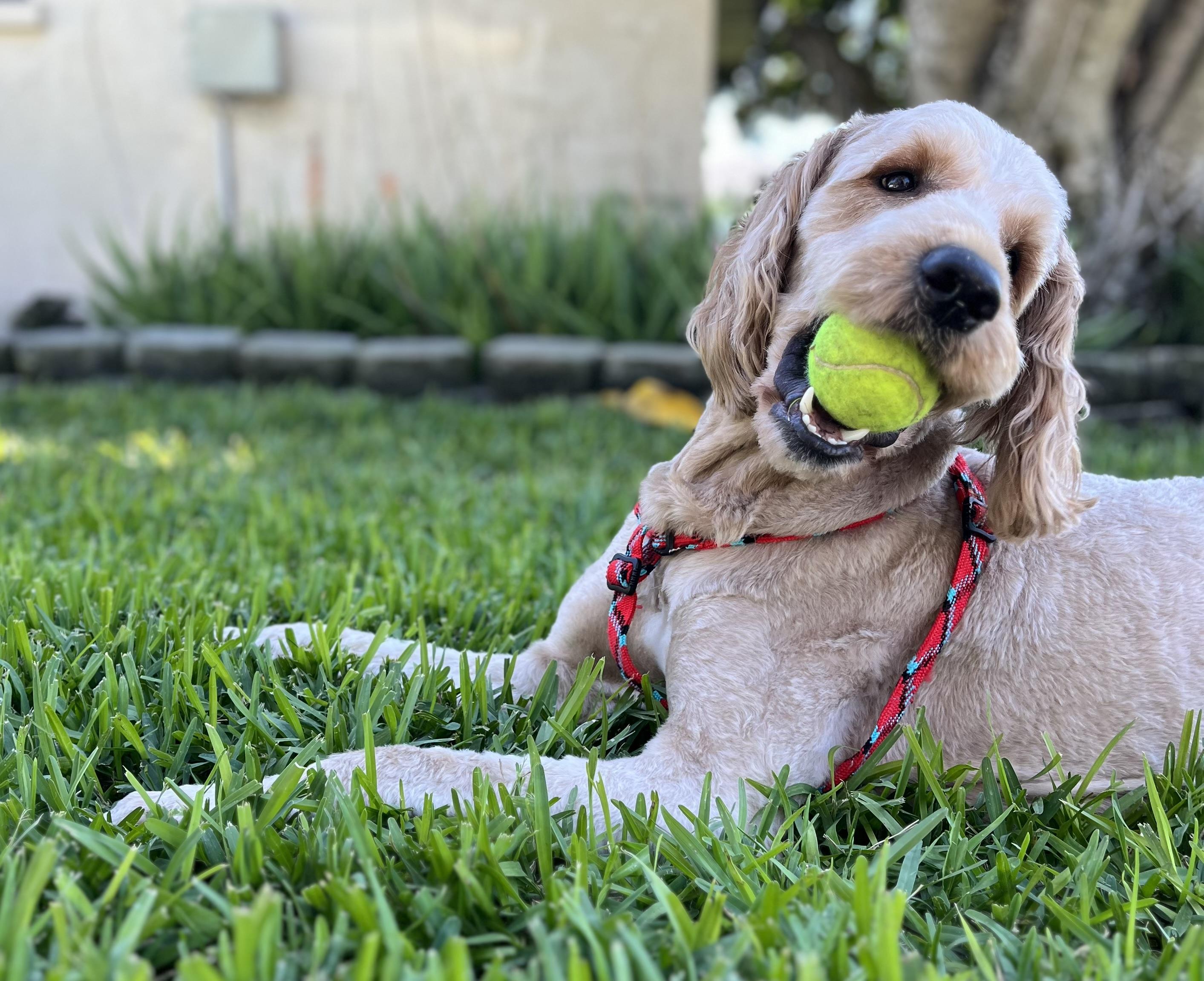 Enlarge Remi, a ADOPTABLE Goldendoodle in Bradenton, FL image 6/6