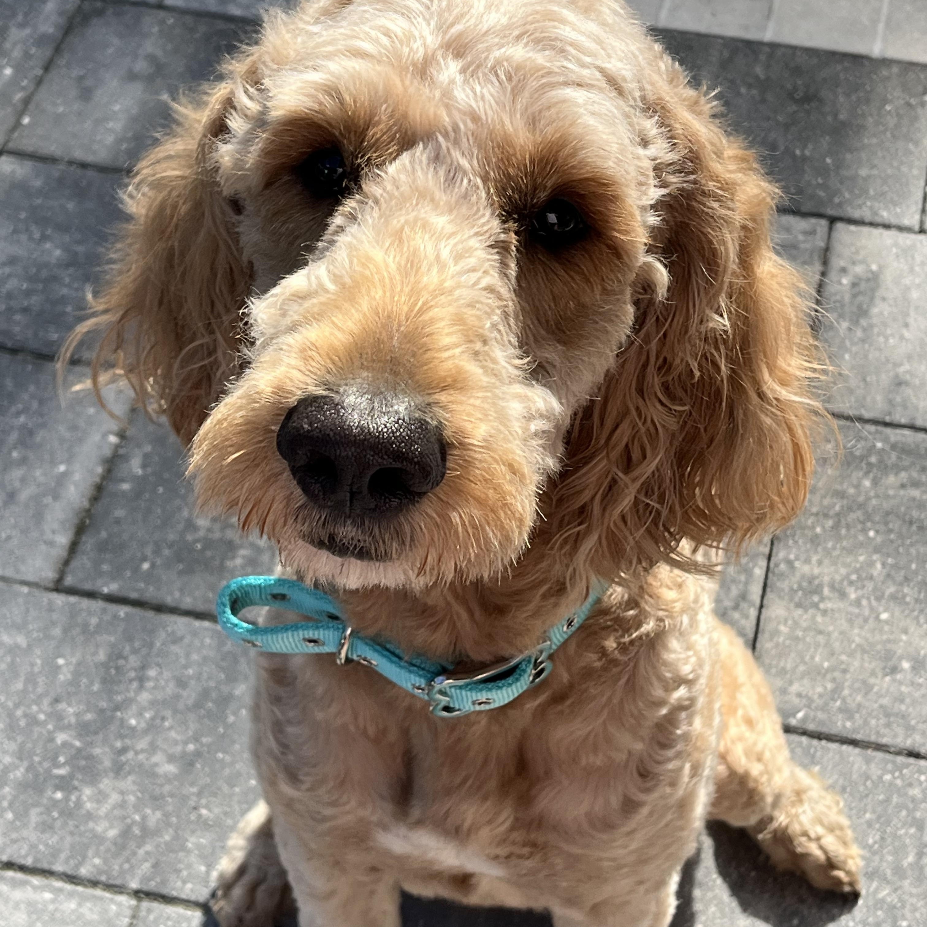 Remi, adopted, Young Male Goldendoodle.