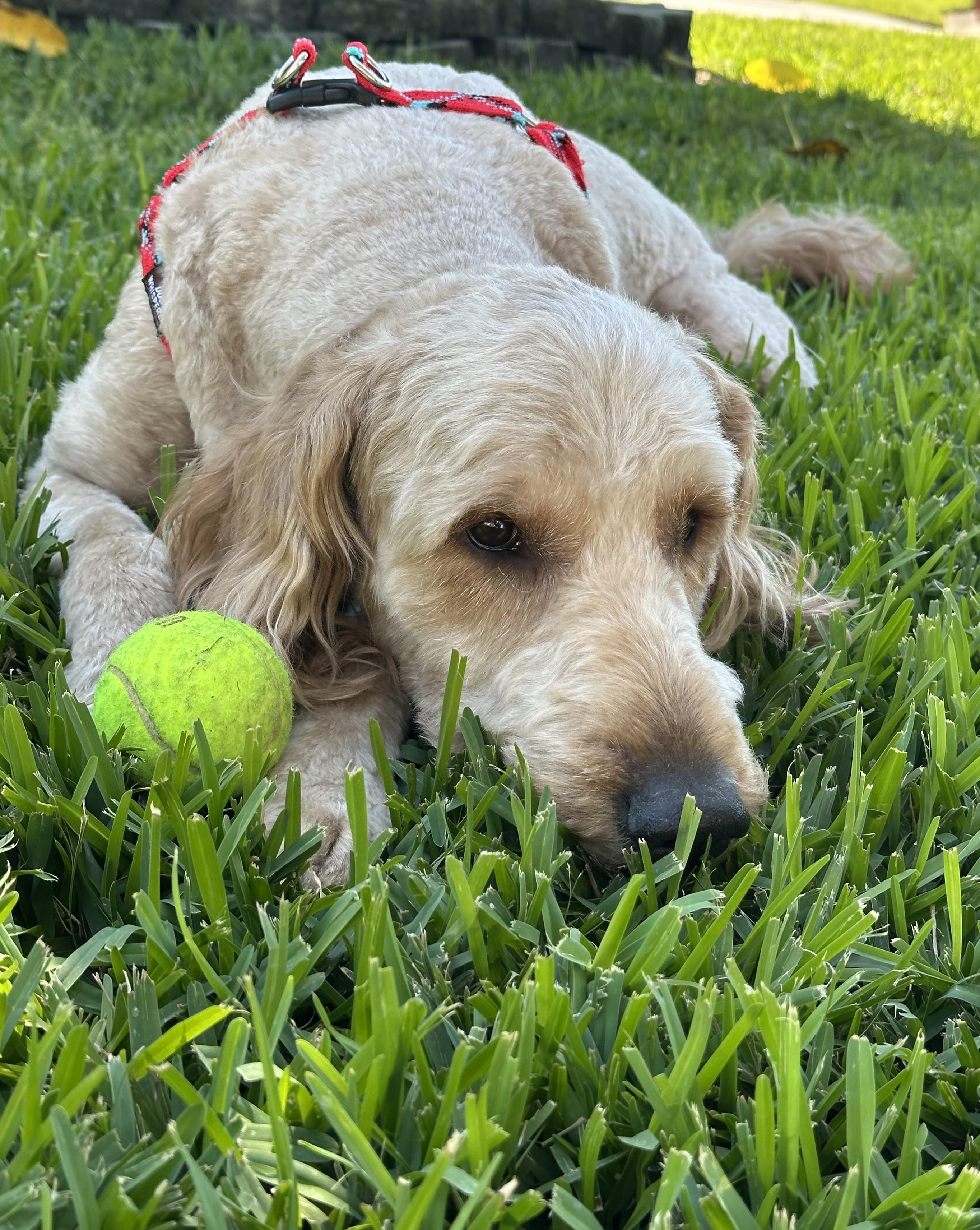 Enlarge Remi, a ADOPTABLE Goldendoodle in Bradenton, FL image 5/6