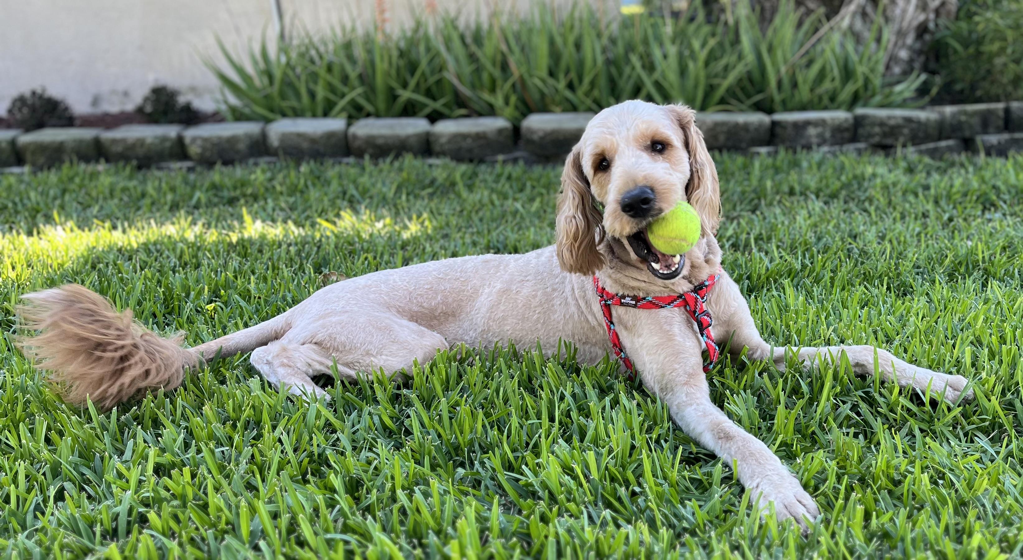 Enlarge Remi, a ADOPTABLE Goldendoodle in Bradenton, FL image 2/6