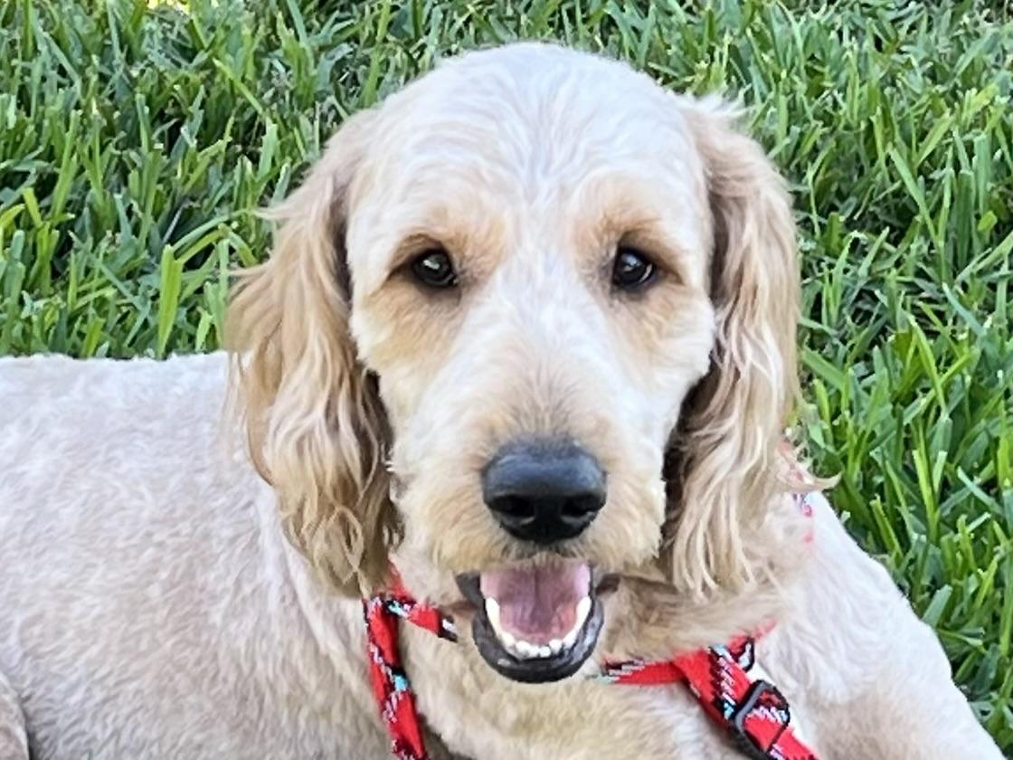 Remi, ADOPTABLE, Young Male Goldendoodle.