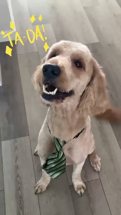 Enlarge Remi, a ADOPTABLE Goldendoodle in Bradenton, FL video 4/6