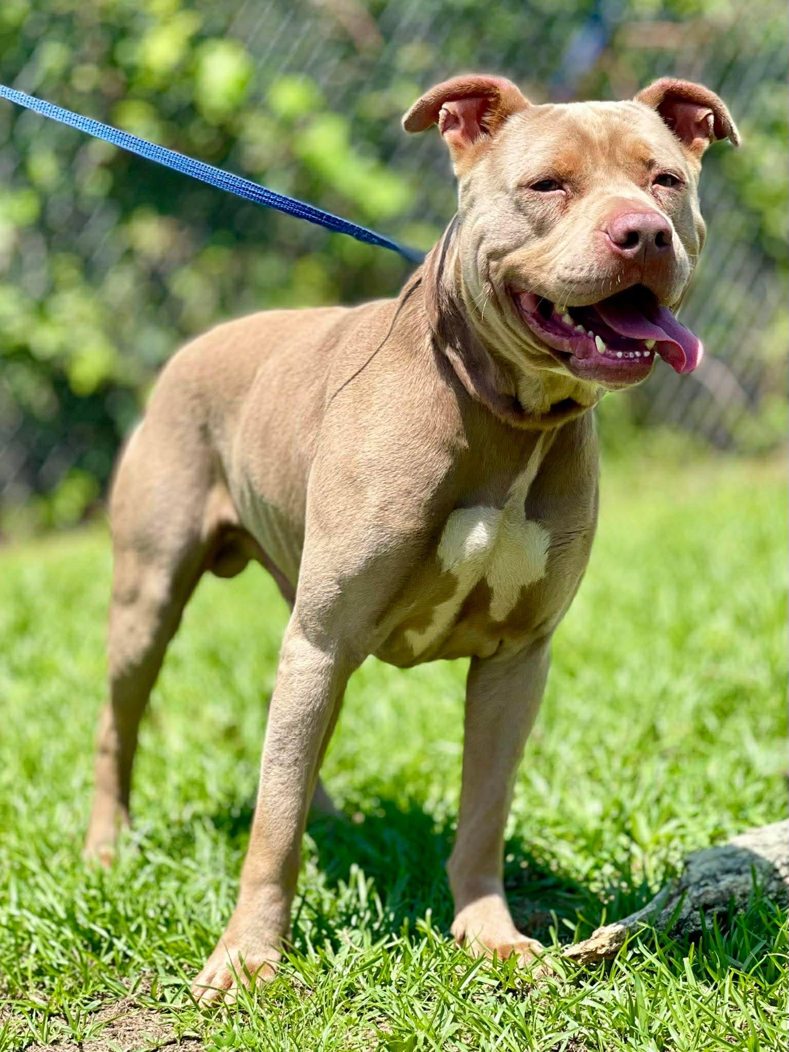 AC-4754 "Cedar" Rescue Only, ADOPTABLE, Adult Male Pit Bull Terrier.