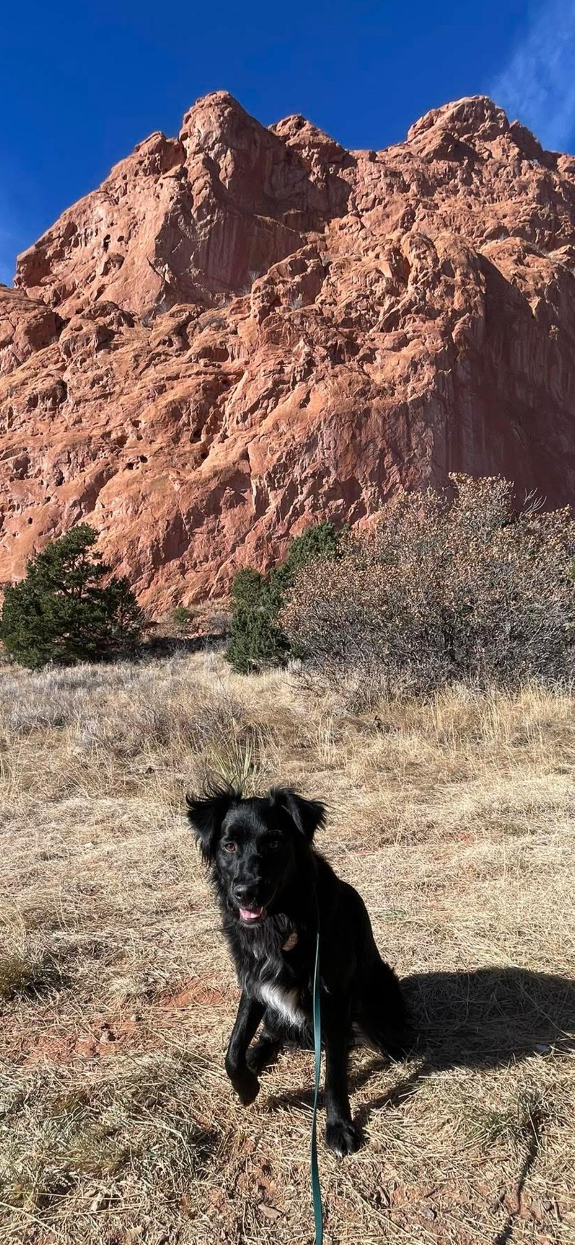 Enlarge ARPH #14682 - Ivy, an adopted Australian Shepherd in North Richland Hills, TX image 4/6