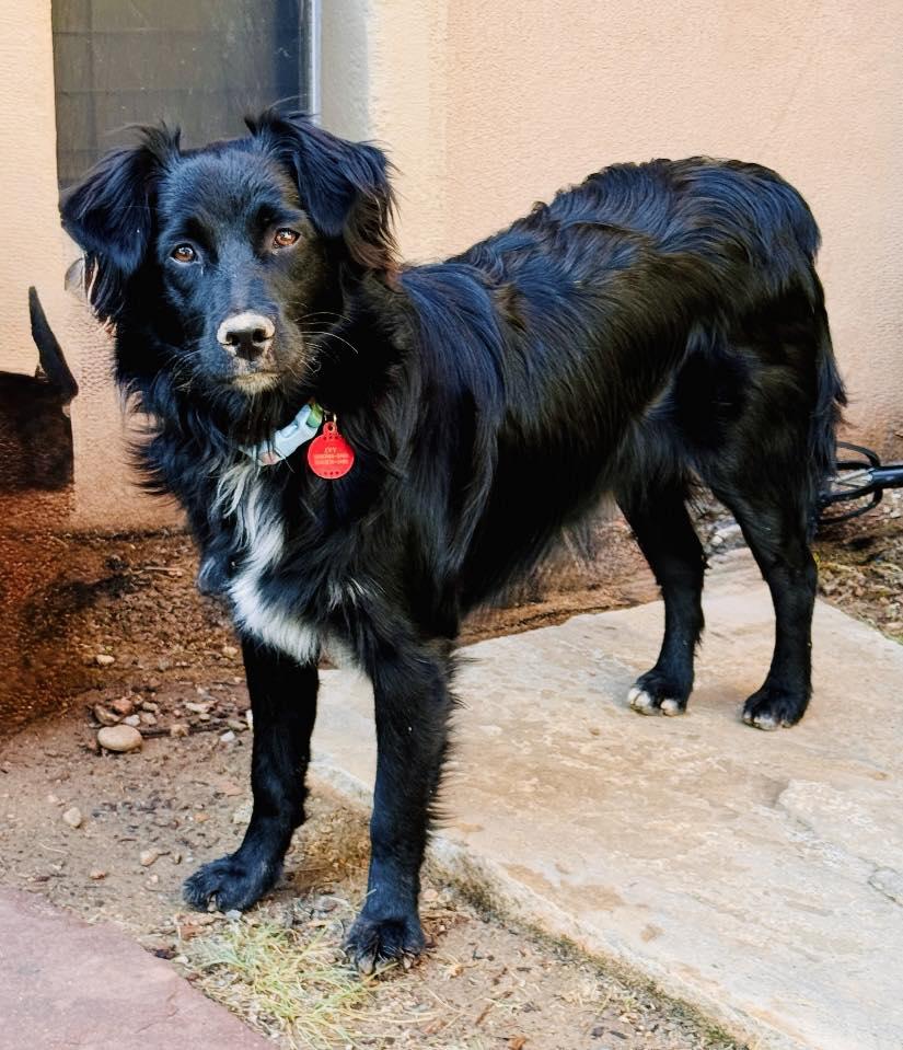 ARPH #14682 - Ivy, a Adoptable Australian Shepherd in North Richland Hills, TX image 2/5