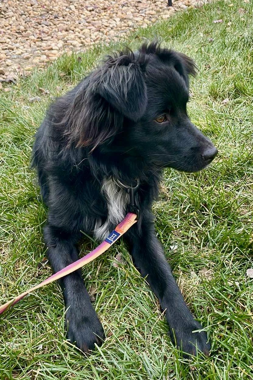 Enlarge ARPH #14682 - Ivy, an adopted Australian Shepherd in North Richland Hills, TX image 6/6