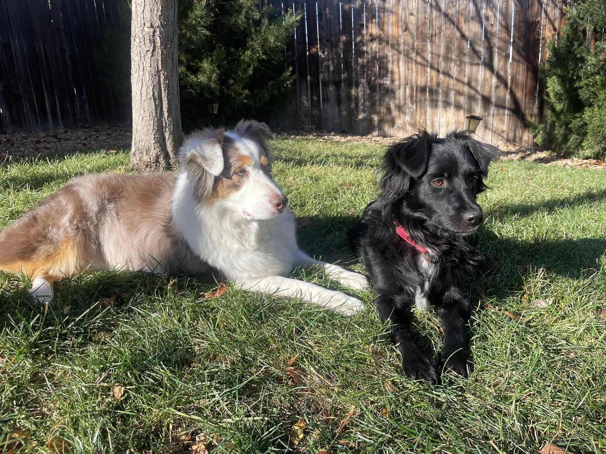 ARPH #14682 - Ivy, a Adoptable Australian Shepherd in North Richland Hills, TX image 5/5