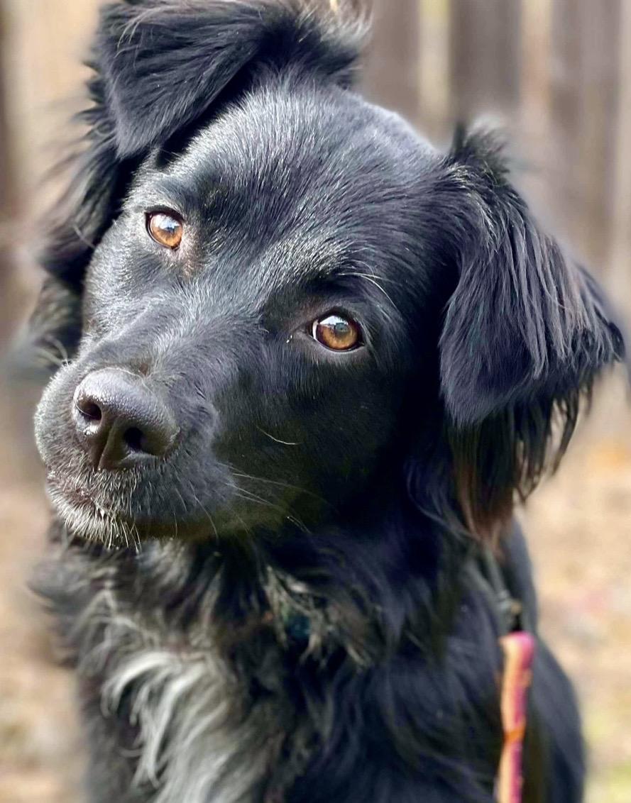 Enlarge ARPH #14682 - Ivy, an adopted Australian Shepherd in North Richland Hills, TX image 2/6