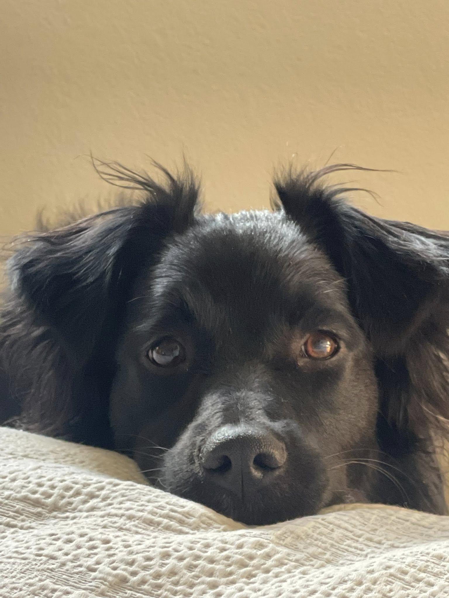 ARPH #14682 - Ivy, a Adoptable Australian Shepherd in North Richland Hills, TX image 4/5