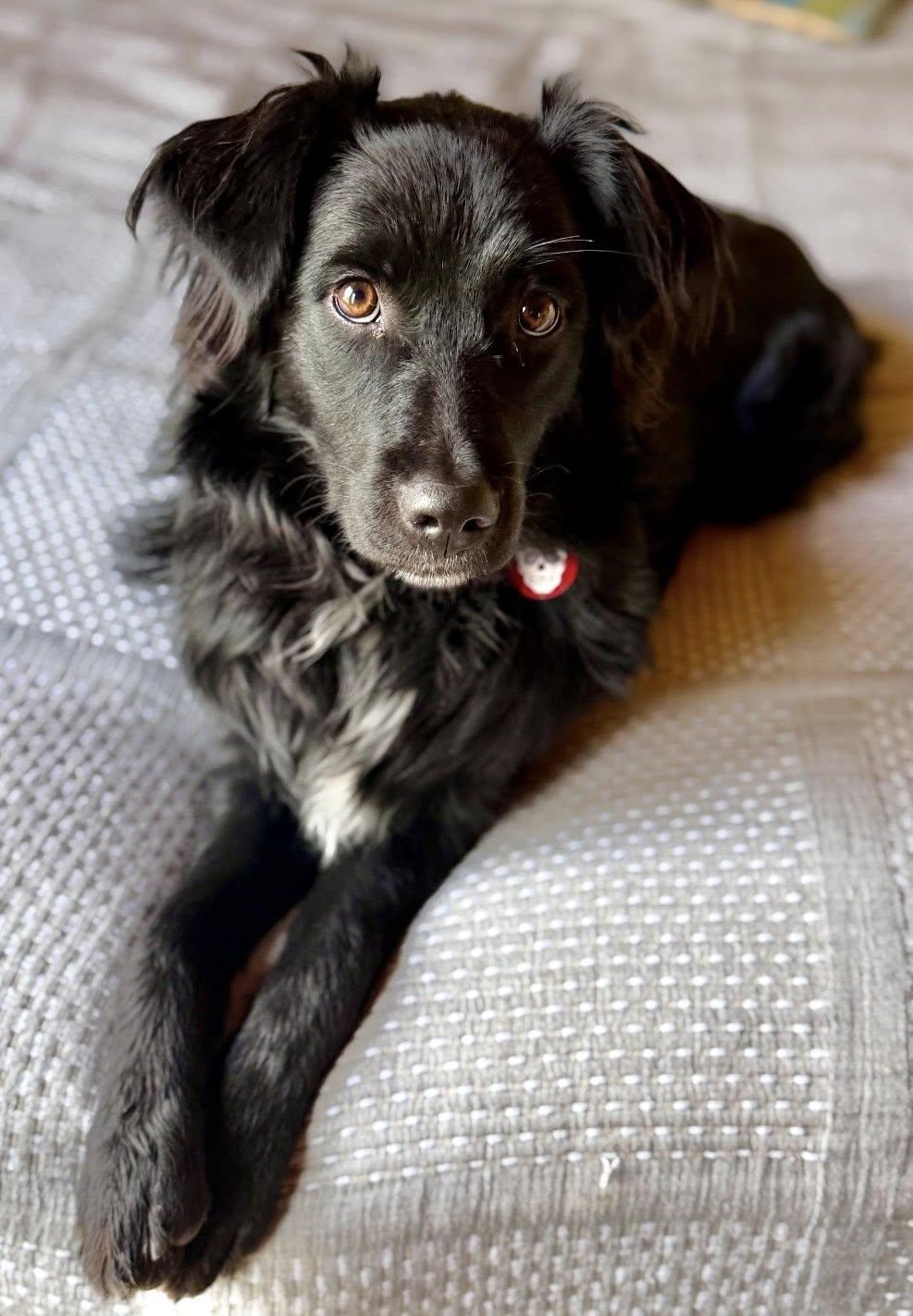 ARPH #14682 - Ivy, a Adoptable Australian Shepherd in North Richland Hills, TX image 1/5