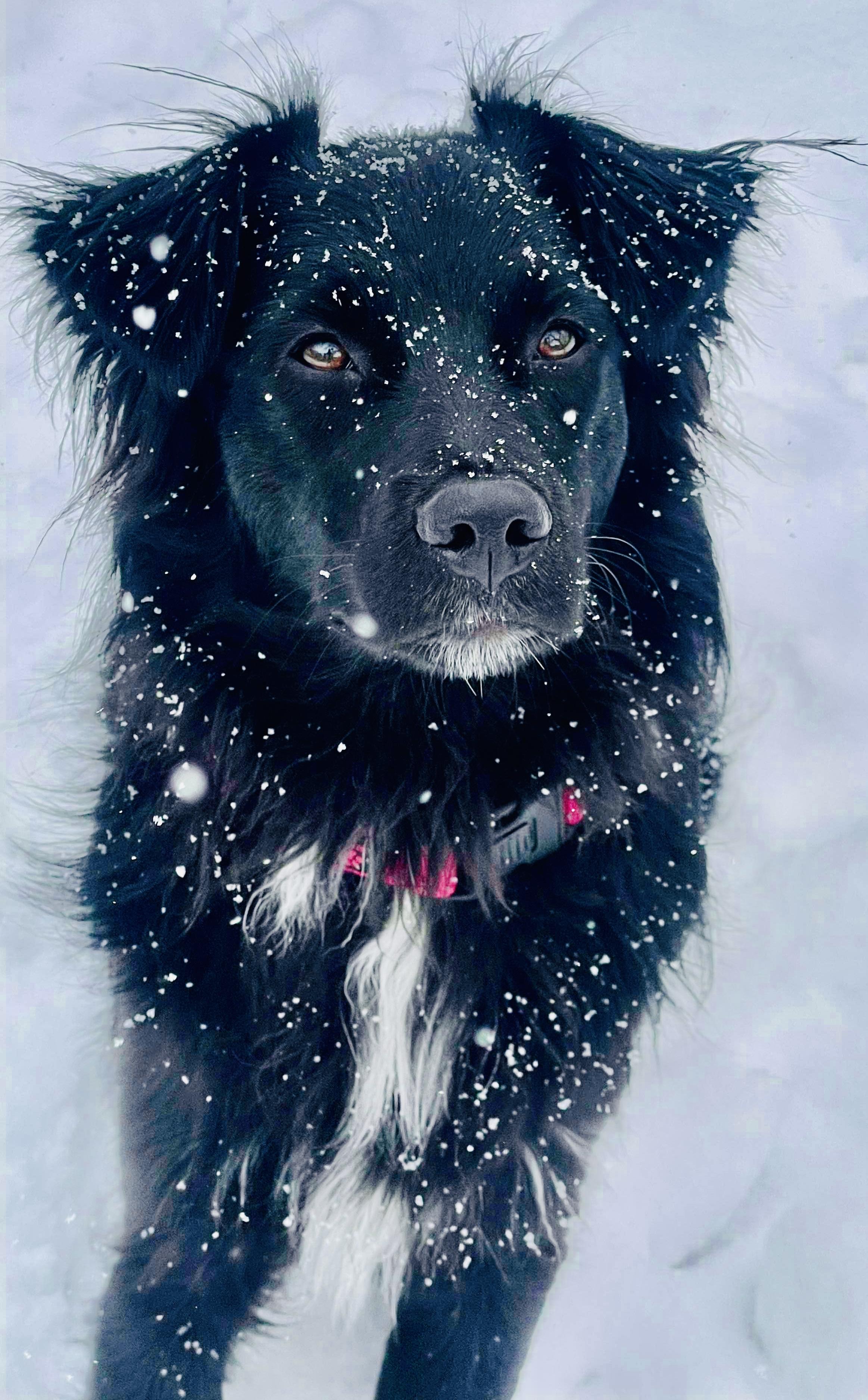 ARPH #14682 - Ivy, adopted, Adult Female Australian Shepherd.