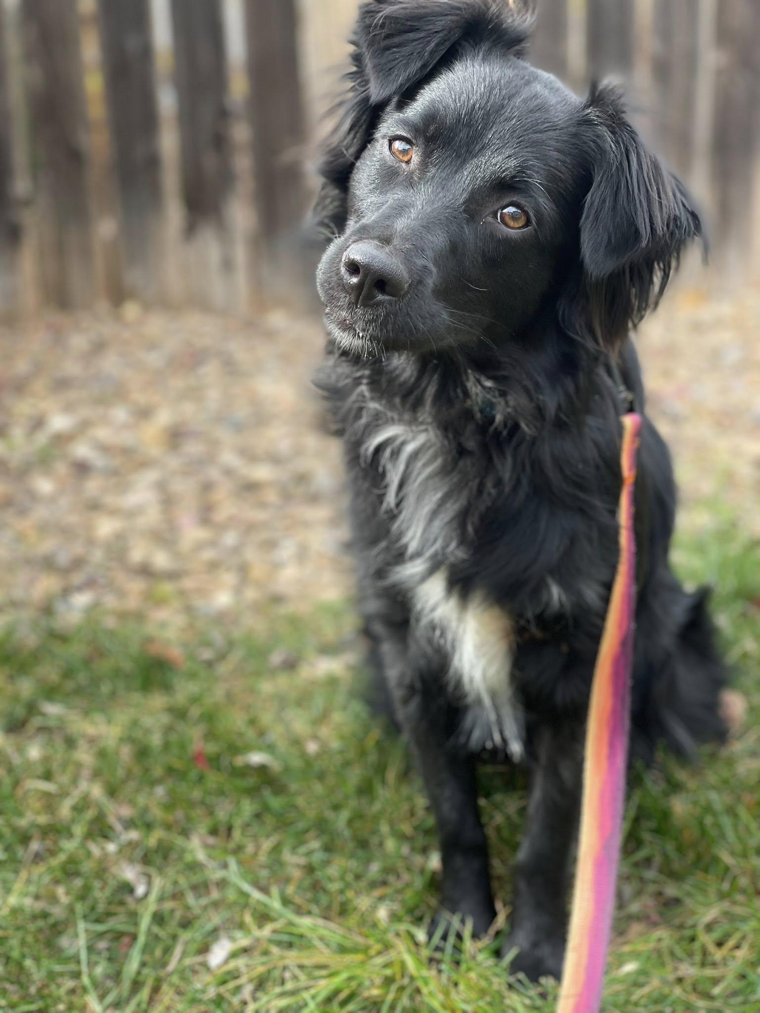 ARPH #14682 - Ivy, a Adoptable Australian Shepherd in North Richland Hills, TX image 3/5