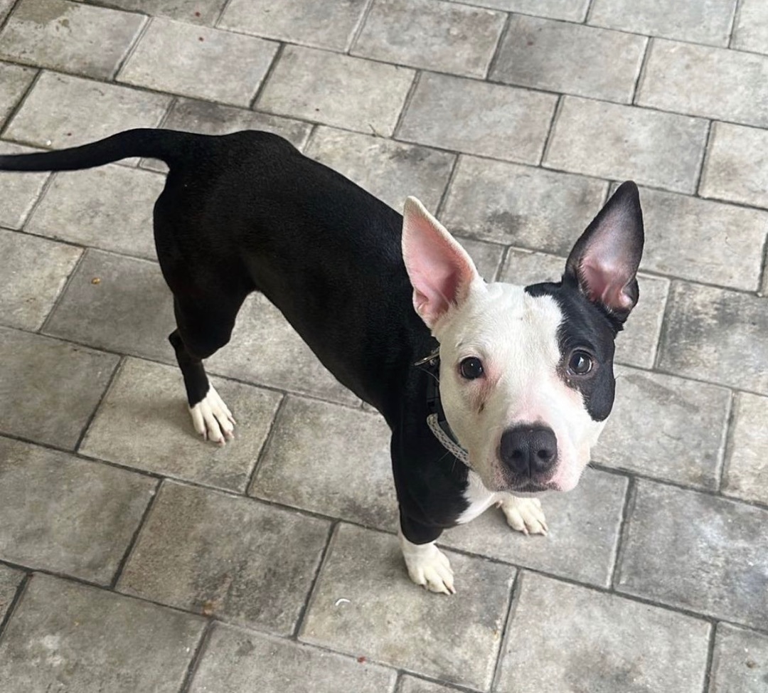 Indy, Adopted, Young Female Pit Bull Terrier.