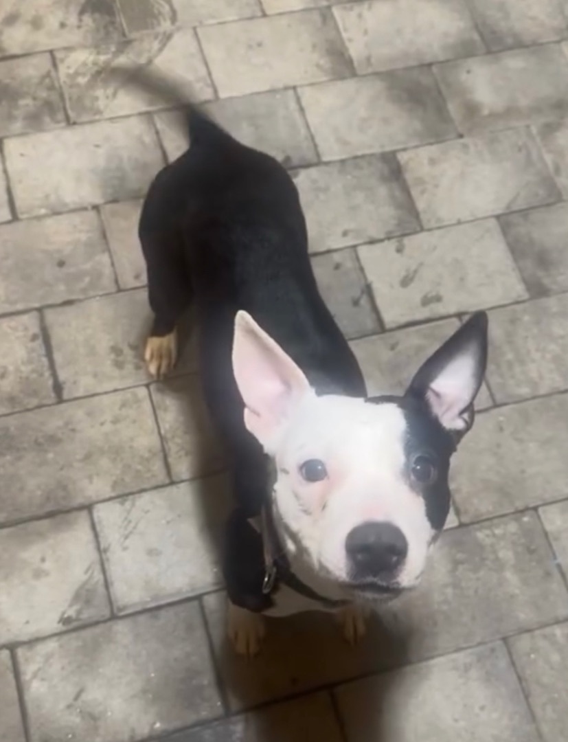 Enlarge Indy, a Adopted mixed breed in Staten island, NY image 2/2