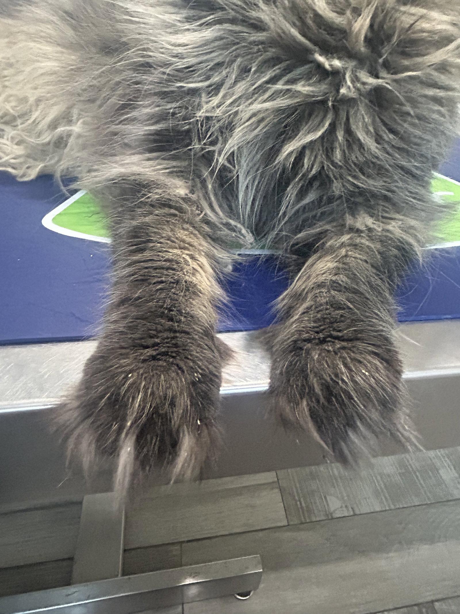 Paul, Adopted, Adult Male Maine Coon.