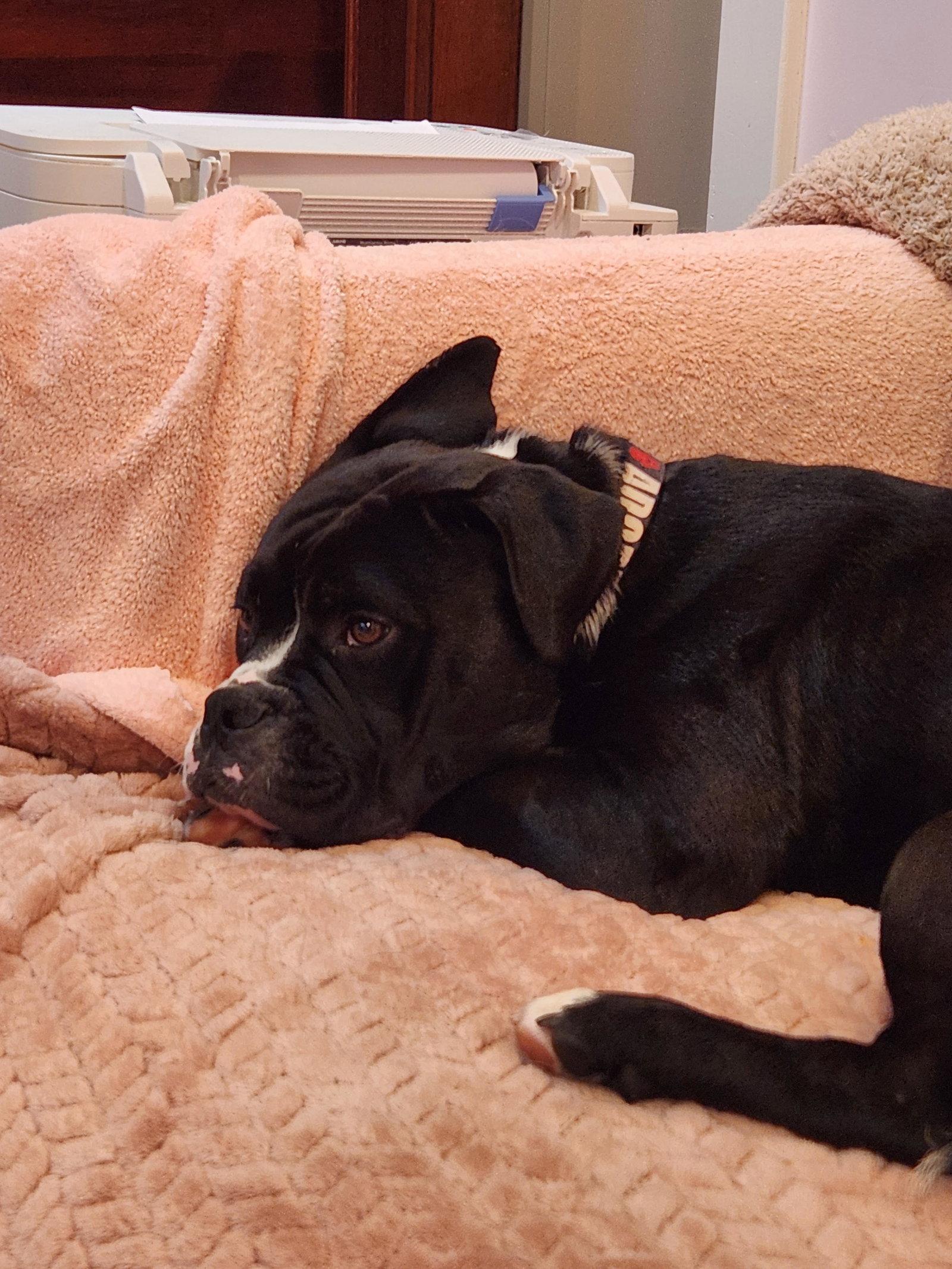 Enlarge Benny (fka Azul), a Adopted mixed breed in Rockville, MD image 1/3