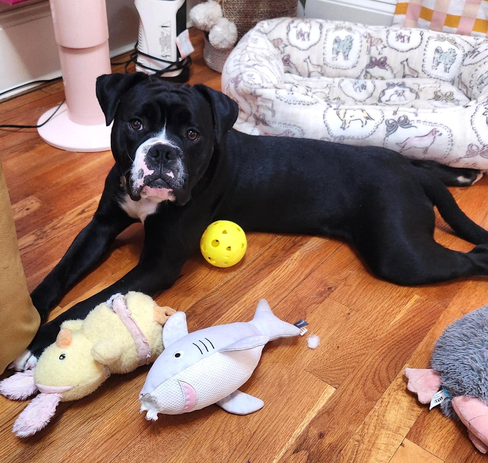 Enlarge Benny (fka Azul), a Adopted mixed breed in Rockville, MD image 2/3