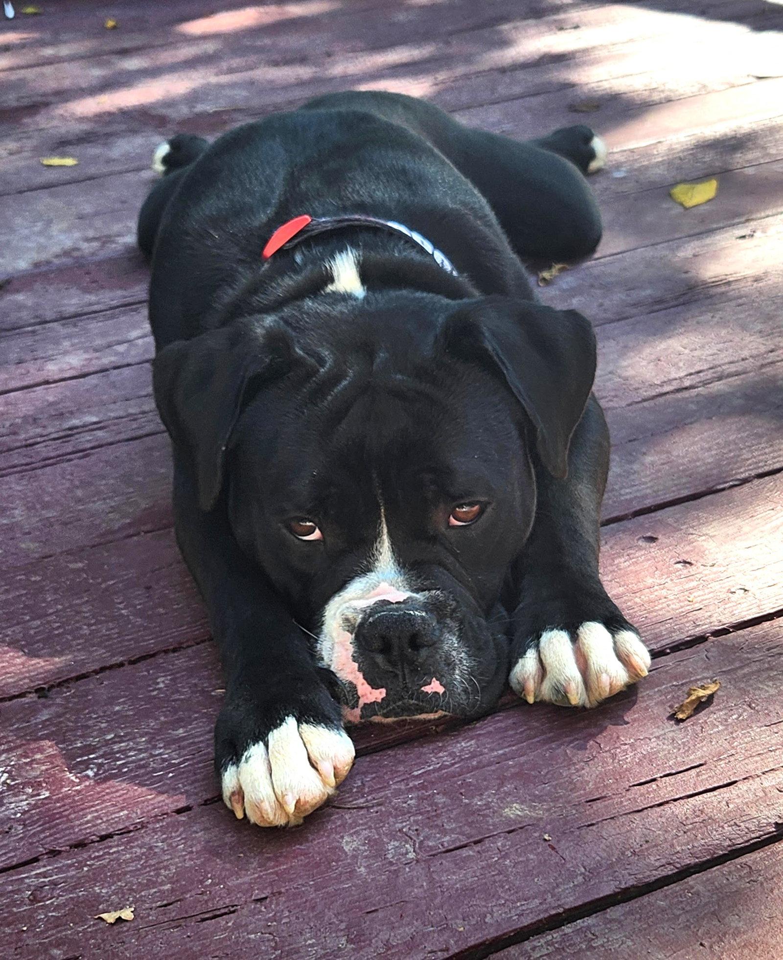 Enlarge Benny (fka Azul), a Adopted mixed breed in Rockville, MD image 3/3