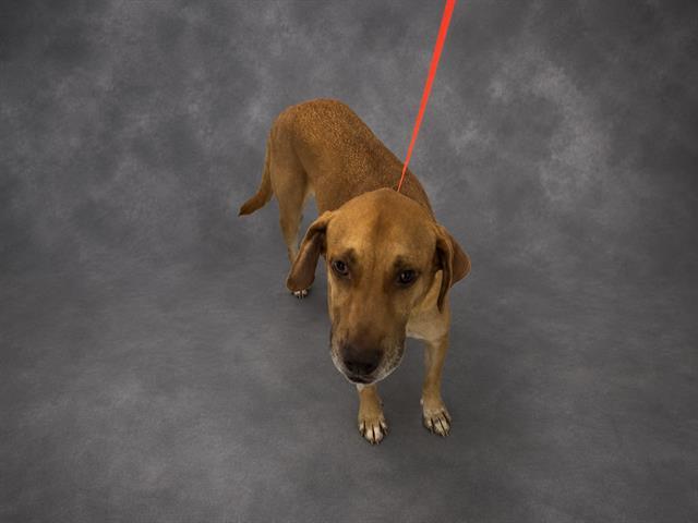 BON JOVI, Adoptable, Adult Male Labrador Retriever.