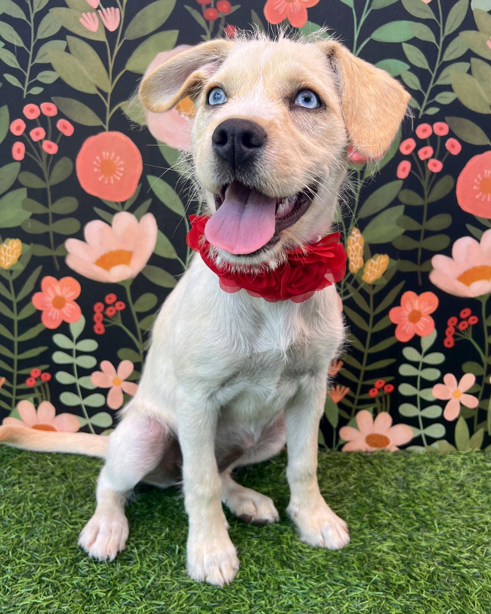 Enlarge Icee, a Adopted Terrier in Corona, CA image 1/3