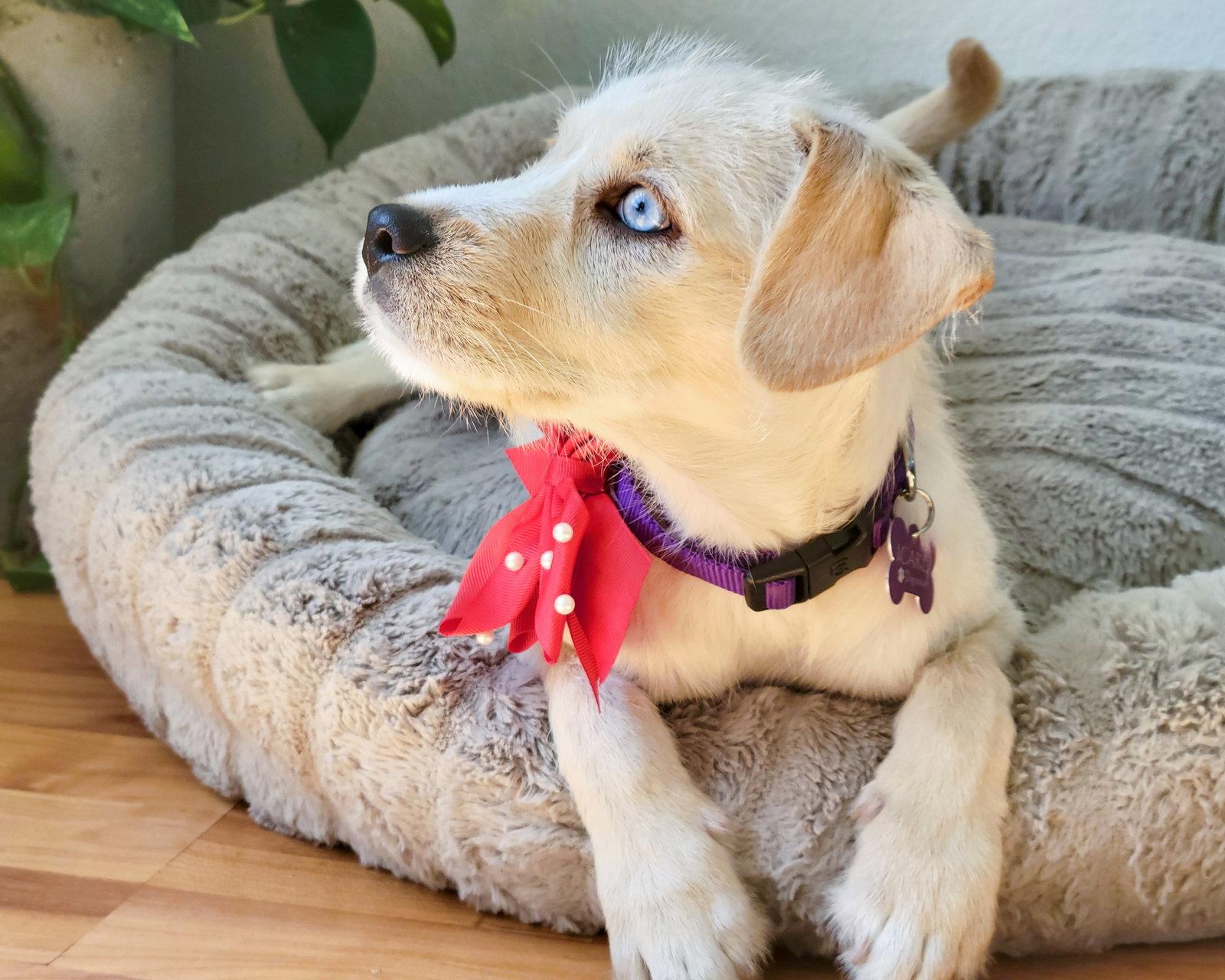 Enlarge Icee, a Adopted Terrier in Corona, CA image 2/3