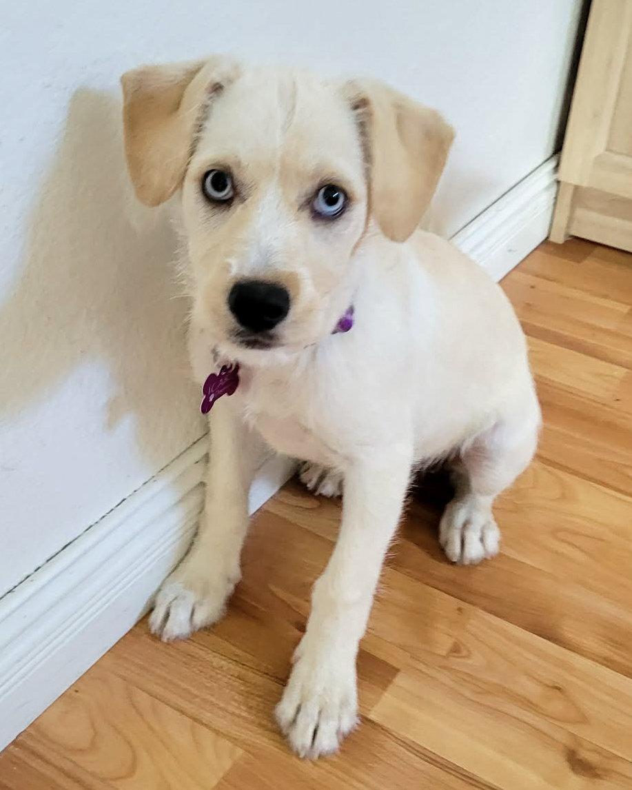 Enlarge Icee, a Adopted Terrier in Corona, CA image 3/3