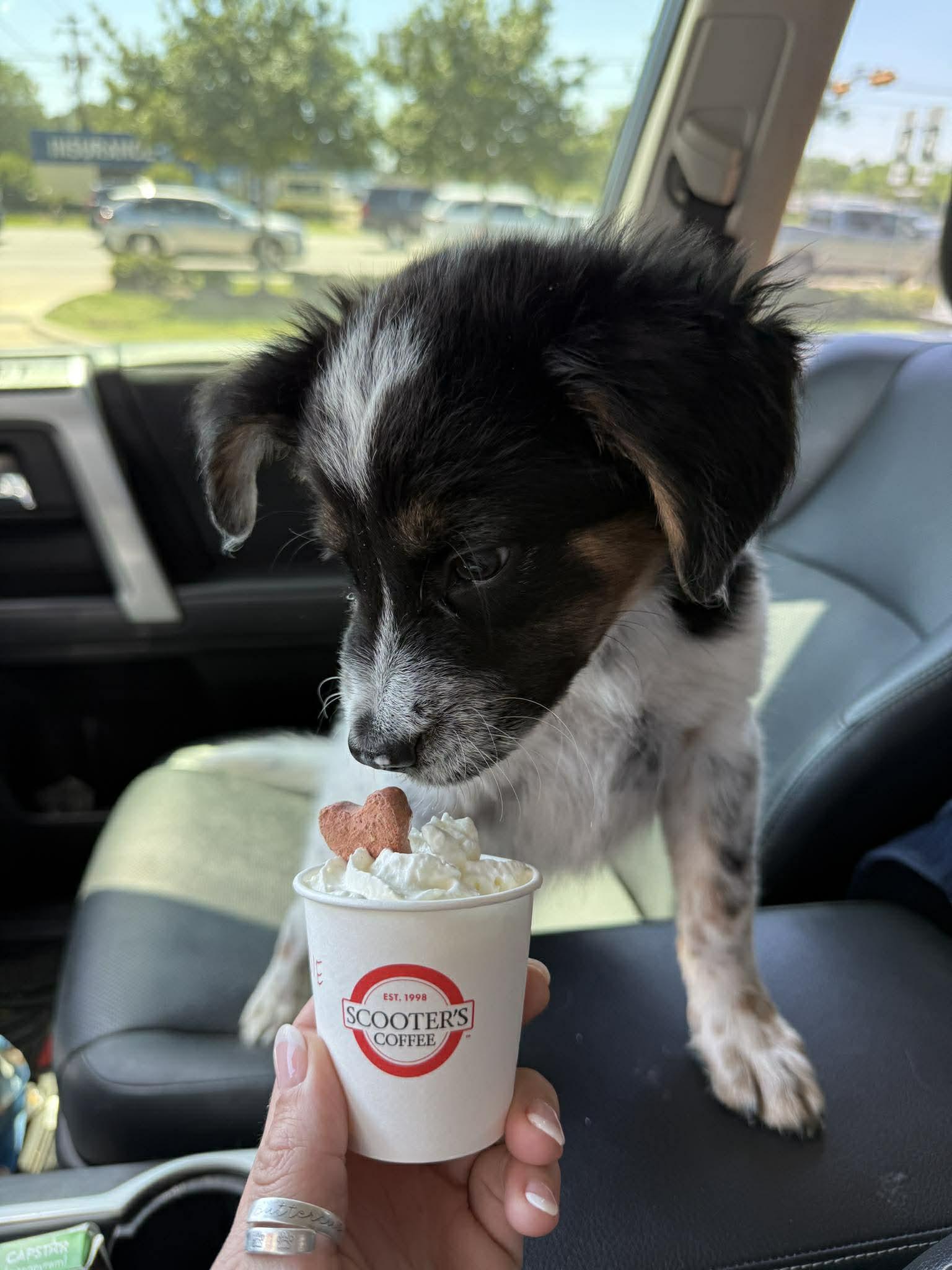 Sassy, a Adoptable mixed breed in Akron, OH image 2/6