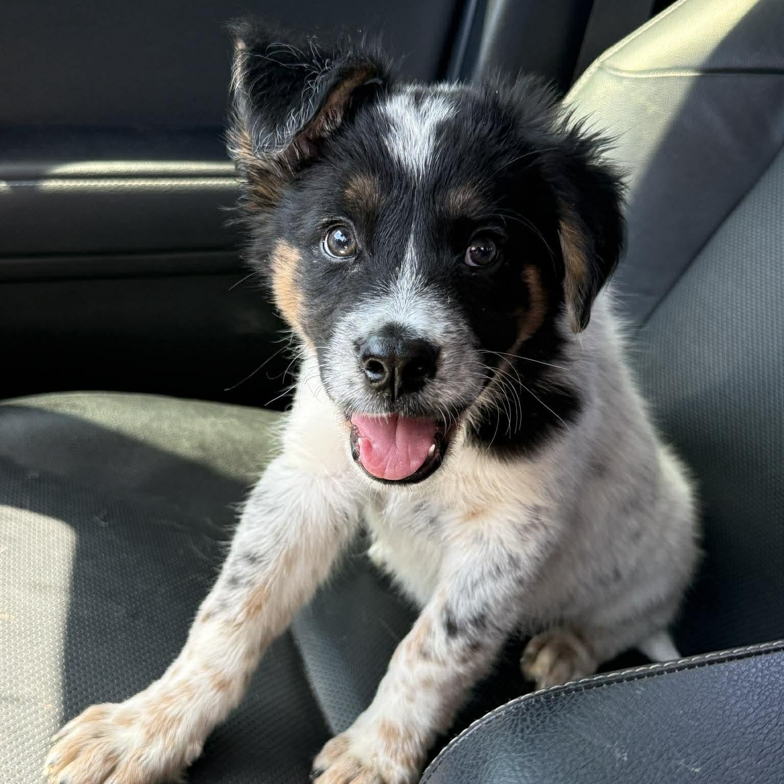 Sassy, a Adoptable mixed breed in Akron, OH image 1/6