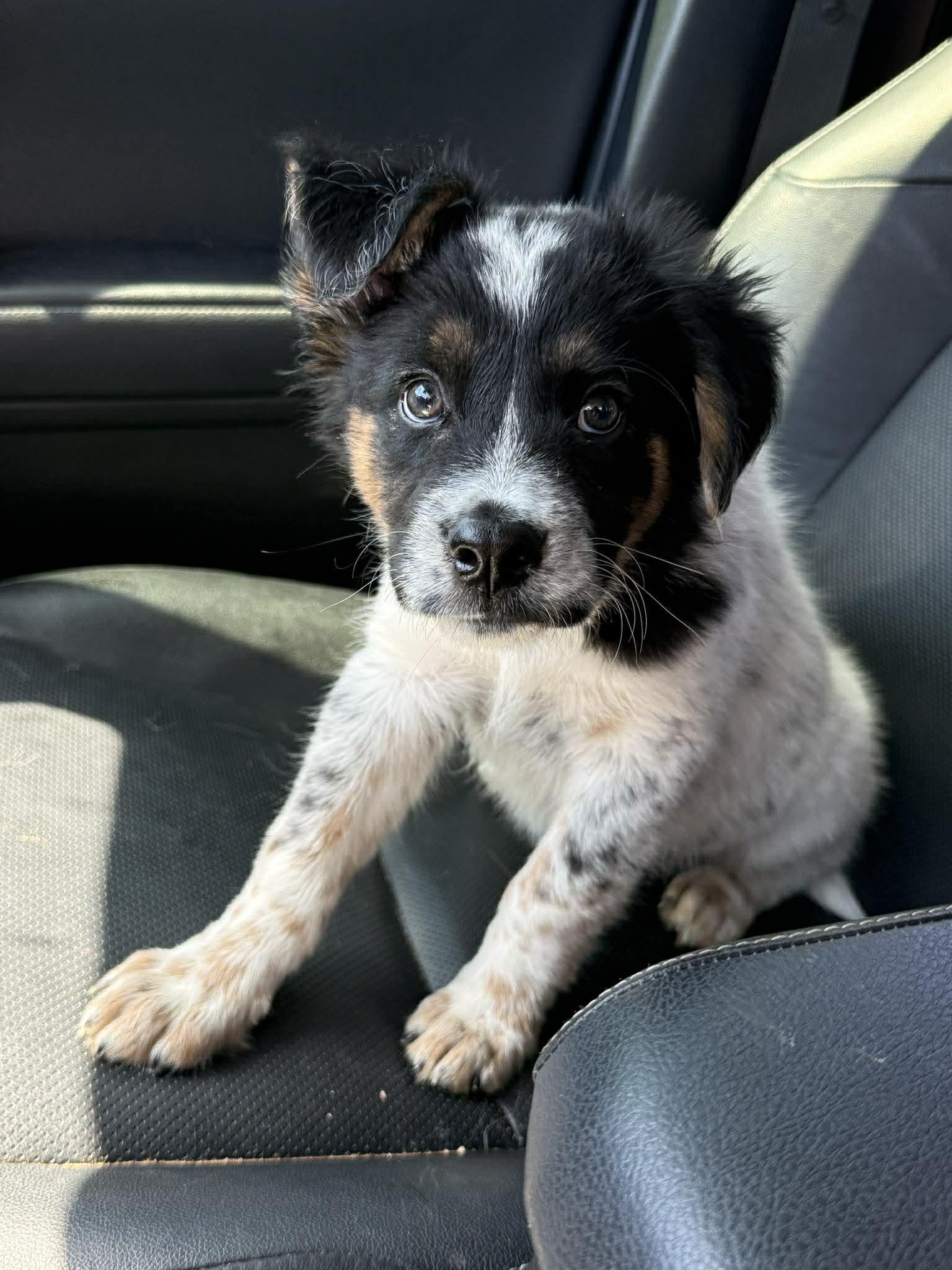 Sassy, a Adoptable mixed breed in Akron, OH image 5/6