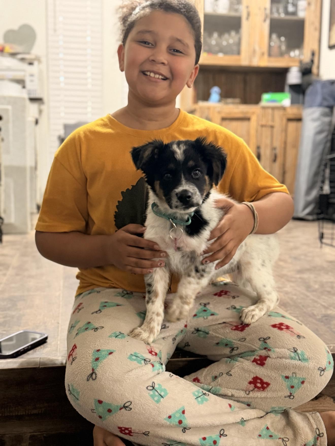 Sassy, a Adoptable mixed breed in Akron, OH image 3/6