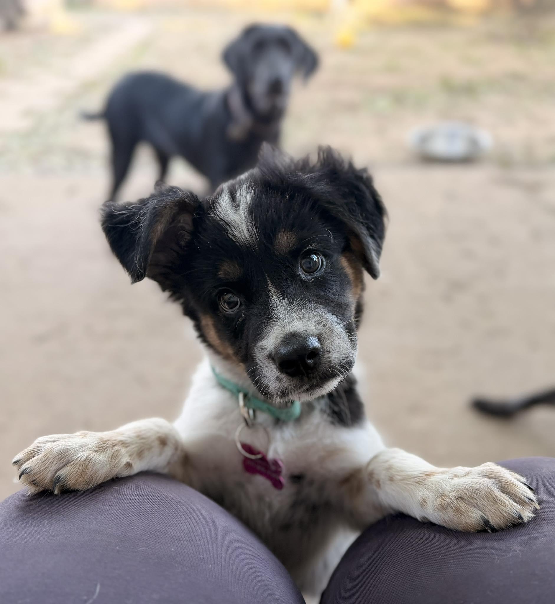 Sassy, a Adoptable mixed breed in Akron, OH image 4/6