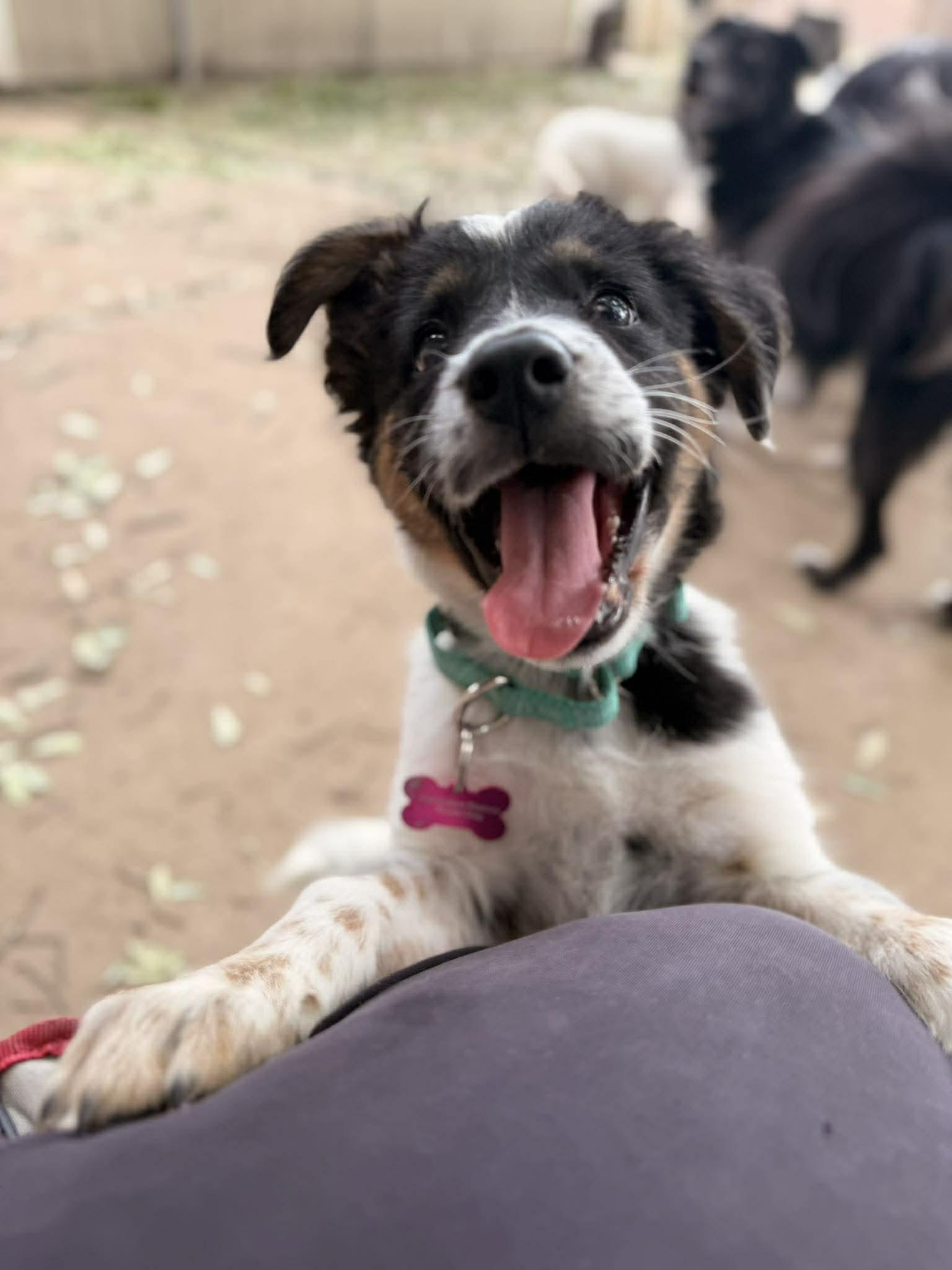 Sassy, a Adoptable mixed breed in Akron, OH image 6/6