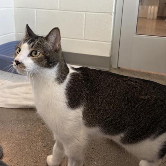 Linus (AKA Miko), Adoptable, Adult Male Domestic Short Hair.