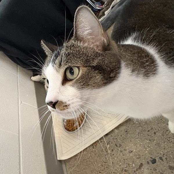 Enlarge Linus (AKA Miko), a Adoptable Domestic Short Hair in Phoenix, AZ image 2/5