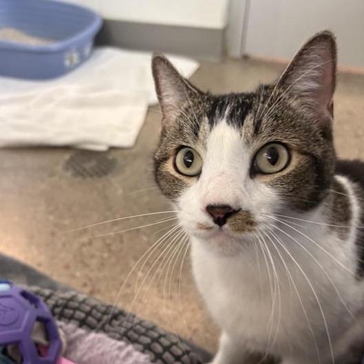 Enlarge Linus (AKA Miko), a Adoptable Domestic Short Hair in Phoenix, AZ image 3/5