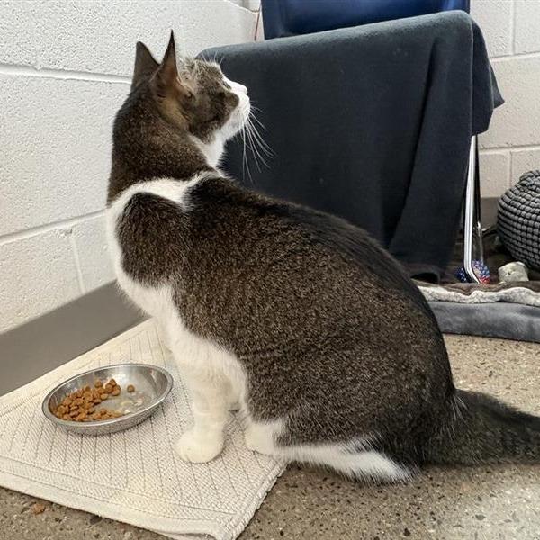 Enlarge Linus (AKA Miko), a Adoptable Domestic Short Hair in Phoenix, AZ image 4/5