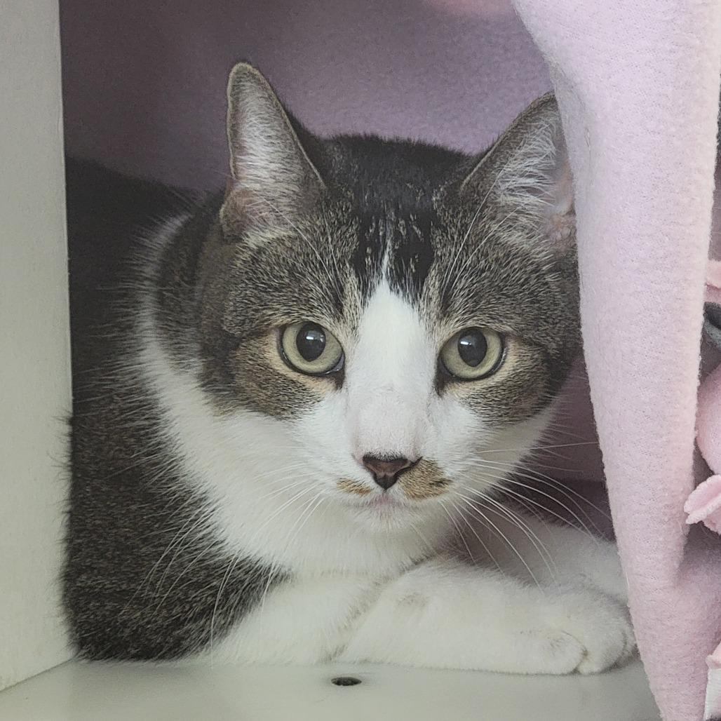 Enlarge Linus (AKA Miko), a Adoptable Domestic Short Hair in Phoenix, AZ image 5/5