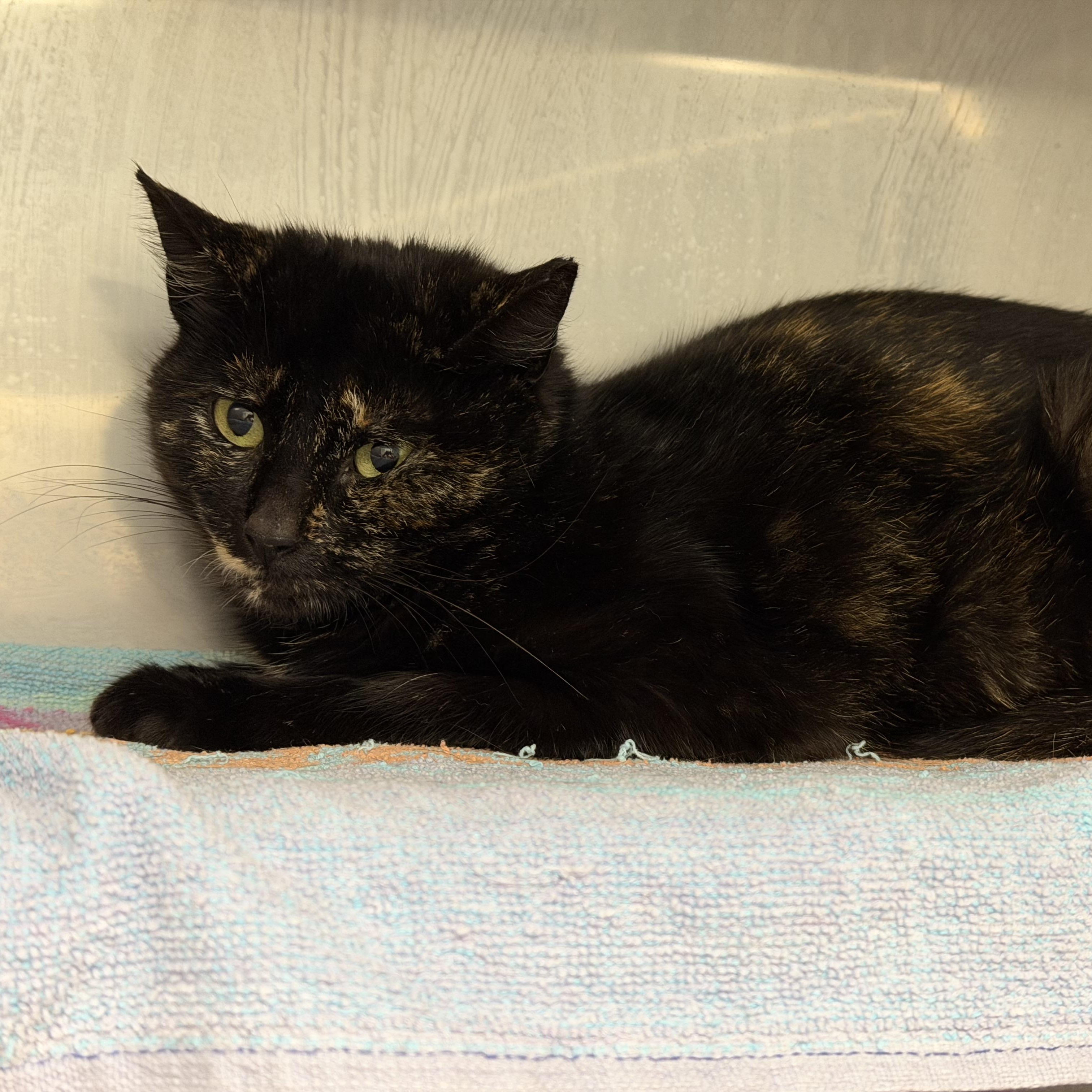 Enlarge Cece, a ADOPTABLE Domestic Short Hair in Medfield, MA image 2/2
