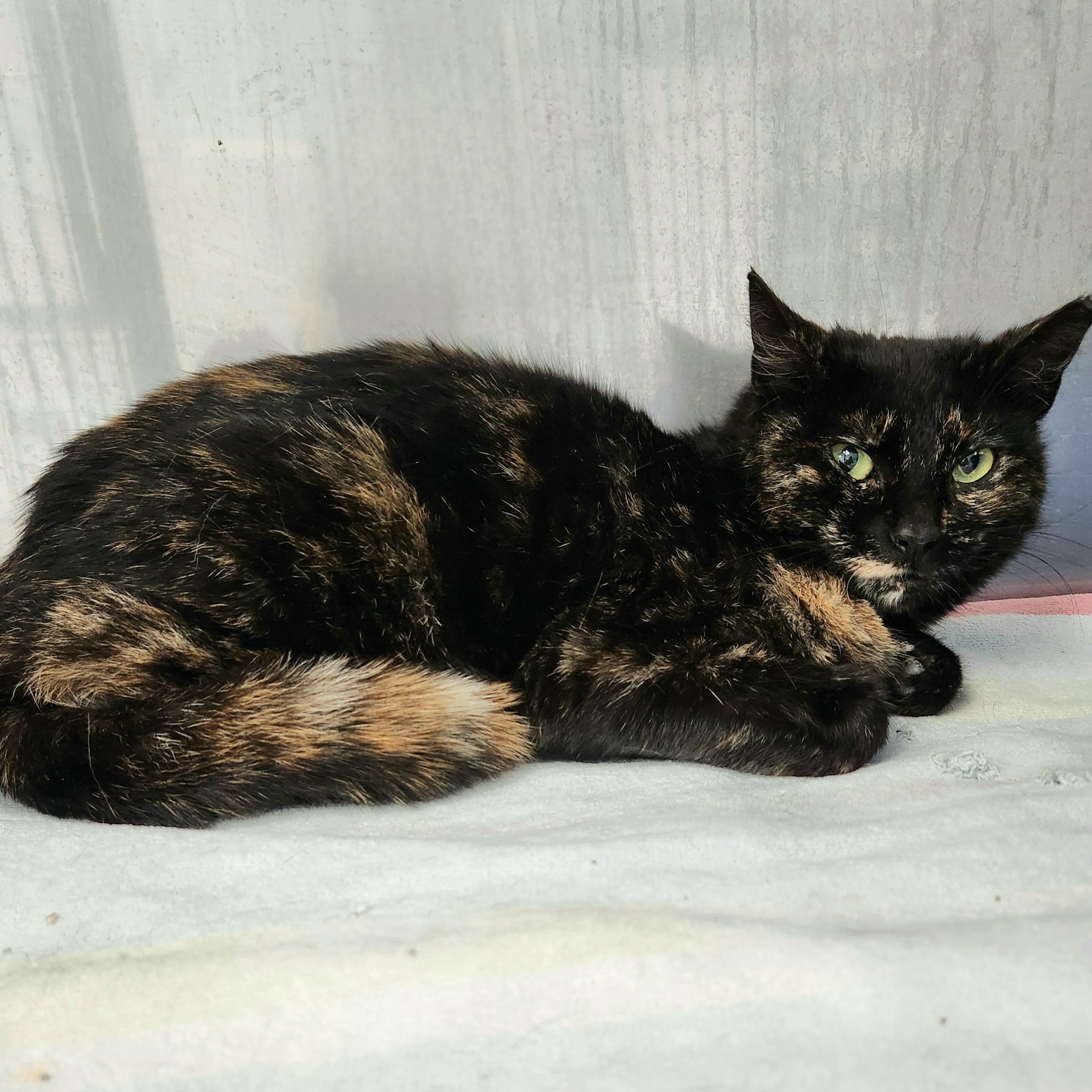 Cece, ADOPTABLE, Adult Female Domestic Short Hair.