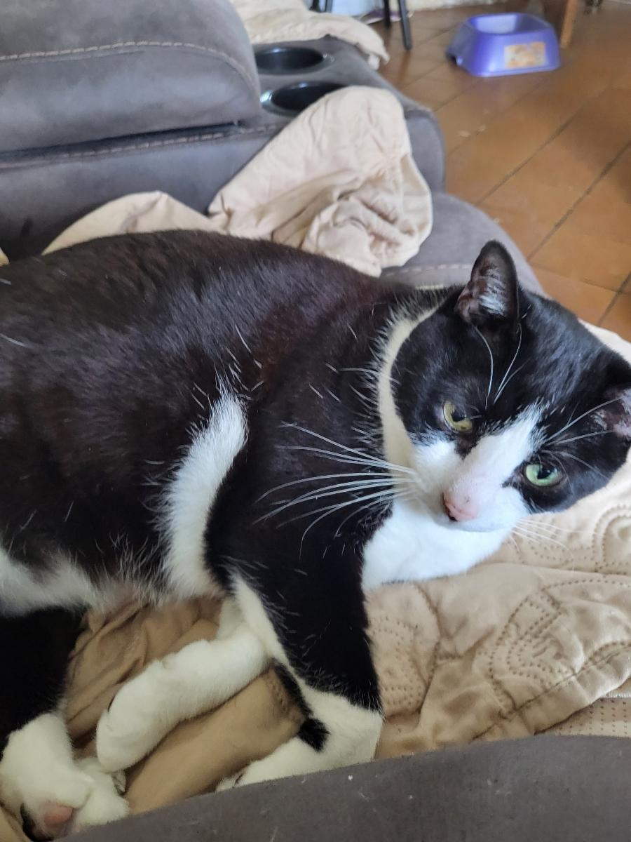 Lili - Center Foster Home, Adoptable, Adult Female Domestic Short Hair.