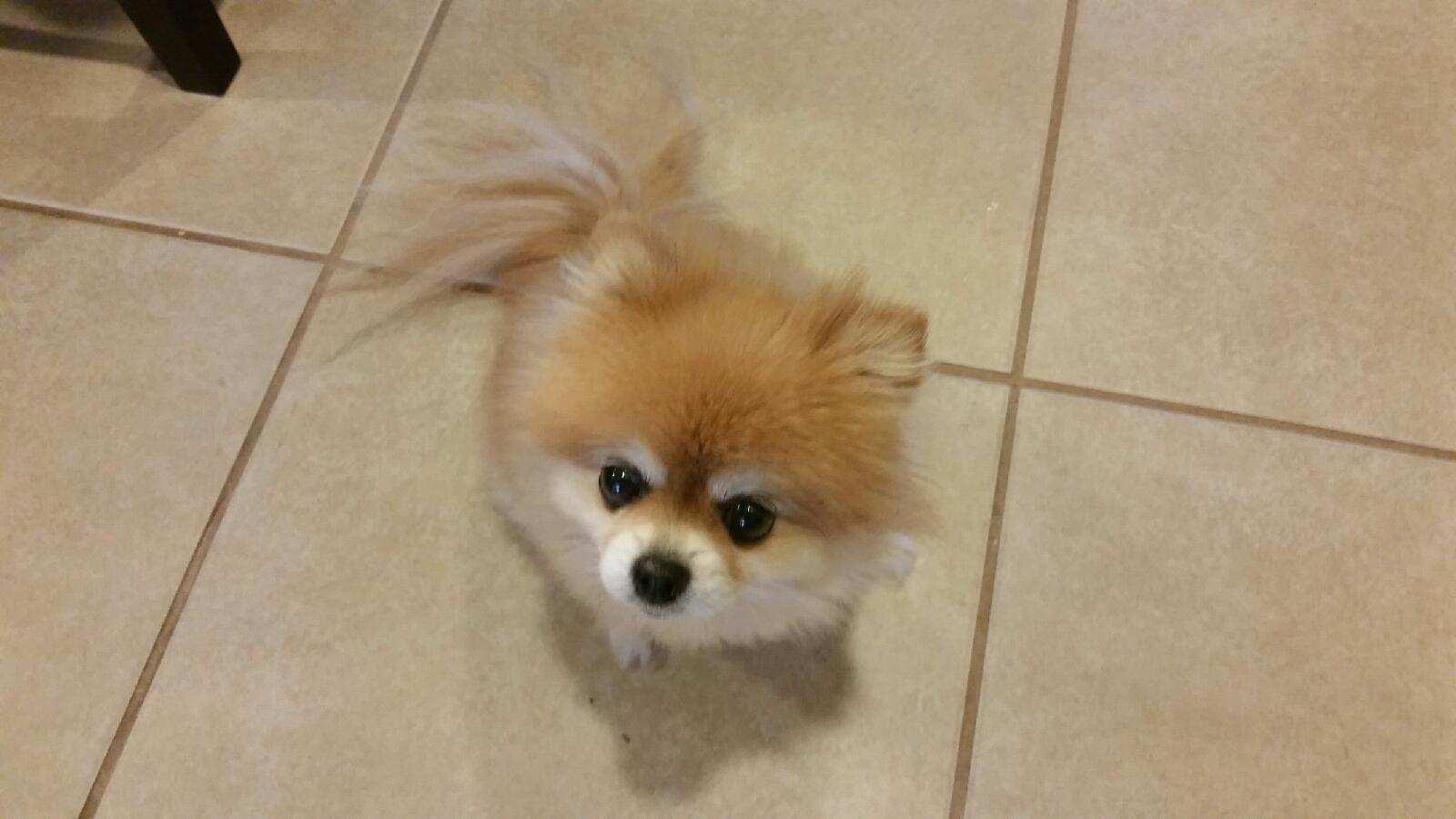 Lola 2015, Adopted, Adult Female Pomeranian.