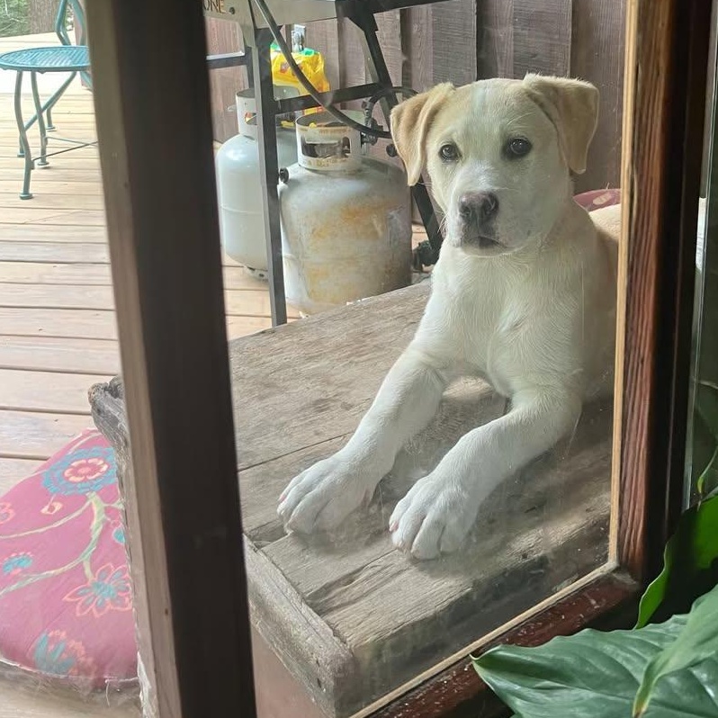 Enlarge OLIVER, an adopted Labrador Retriever in East Flat Rock, NC image 4/6