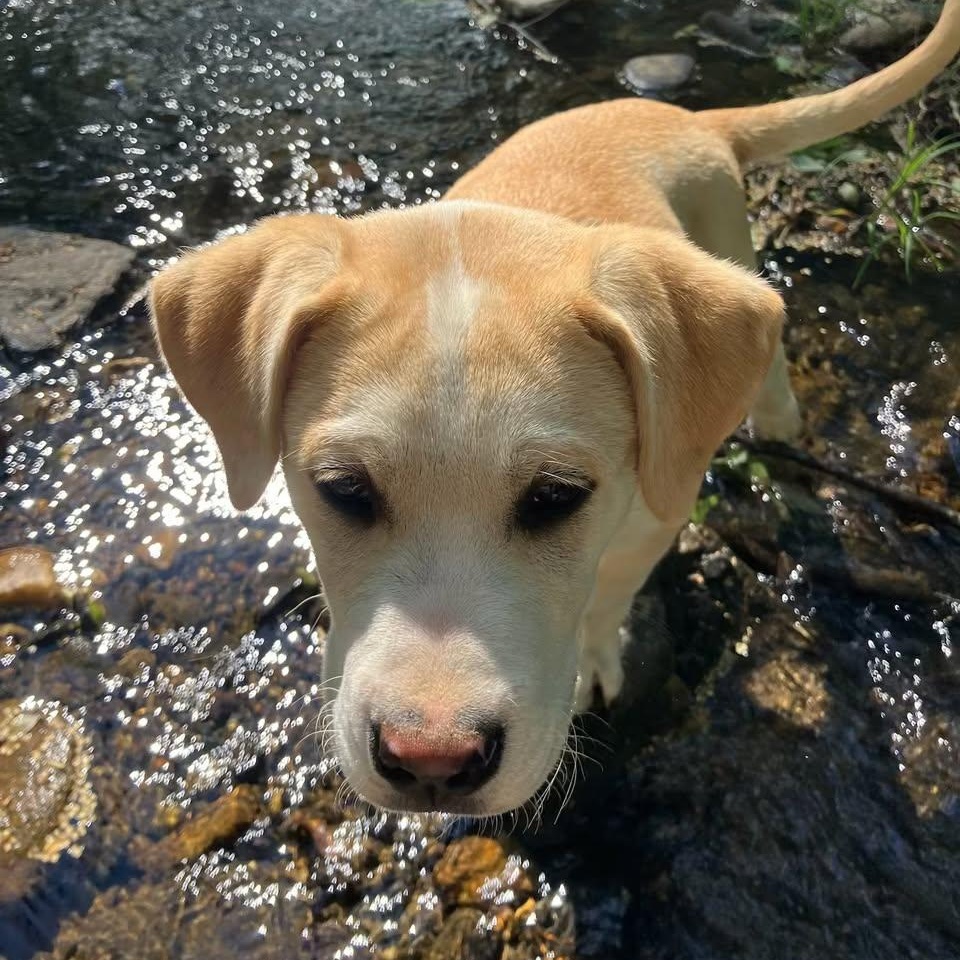 Enlarge OLIVER, an adopted Labrador Retriever in East Flat Rock, NC image 2/6