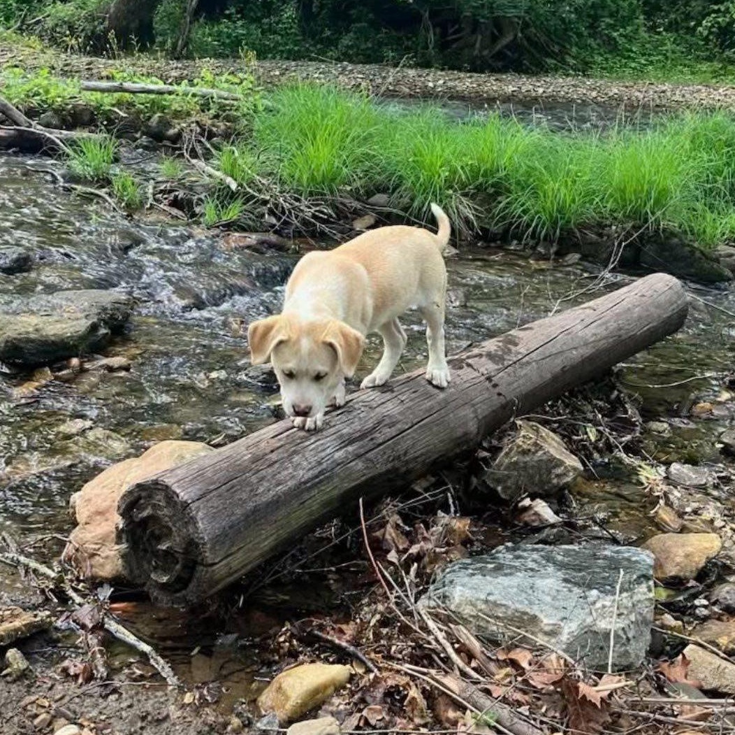 Enlarge OLIVER, an adopted Labrador Retriever in East Flat Rock, NC image 6/6
