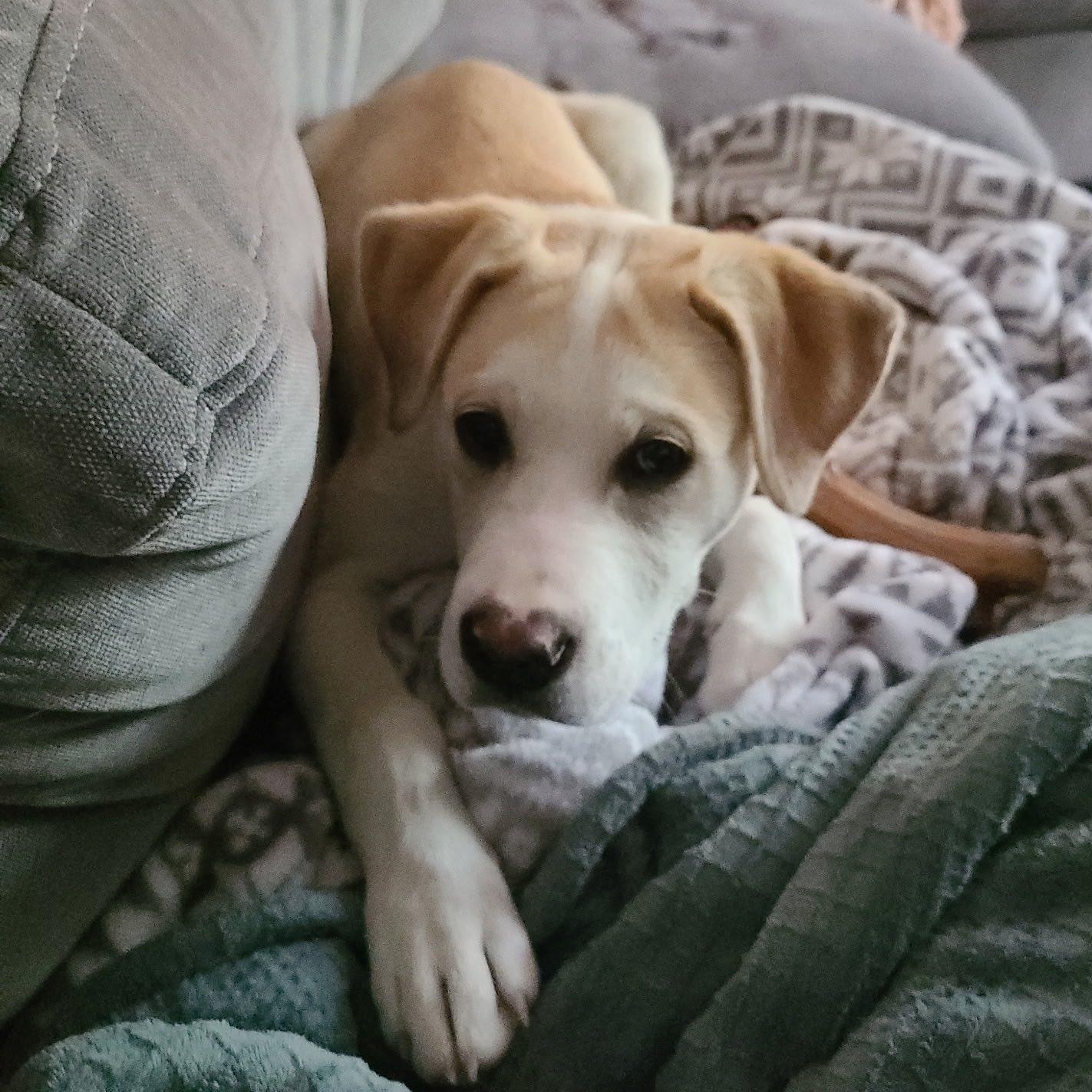 Enlarge OLIVER, an adopted Labrador Retriever in East Flat Rock, NC image 3/6