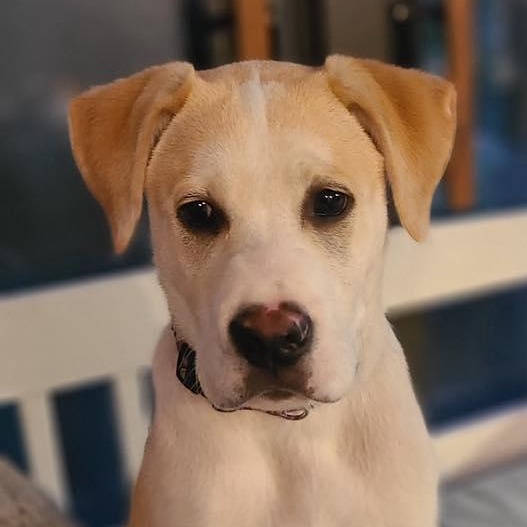 OLIVER, adopted, Young Male Labrador Retriever.
