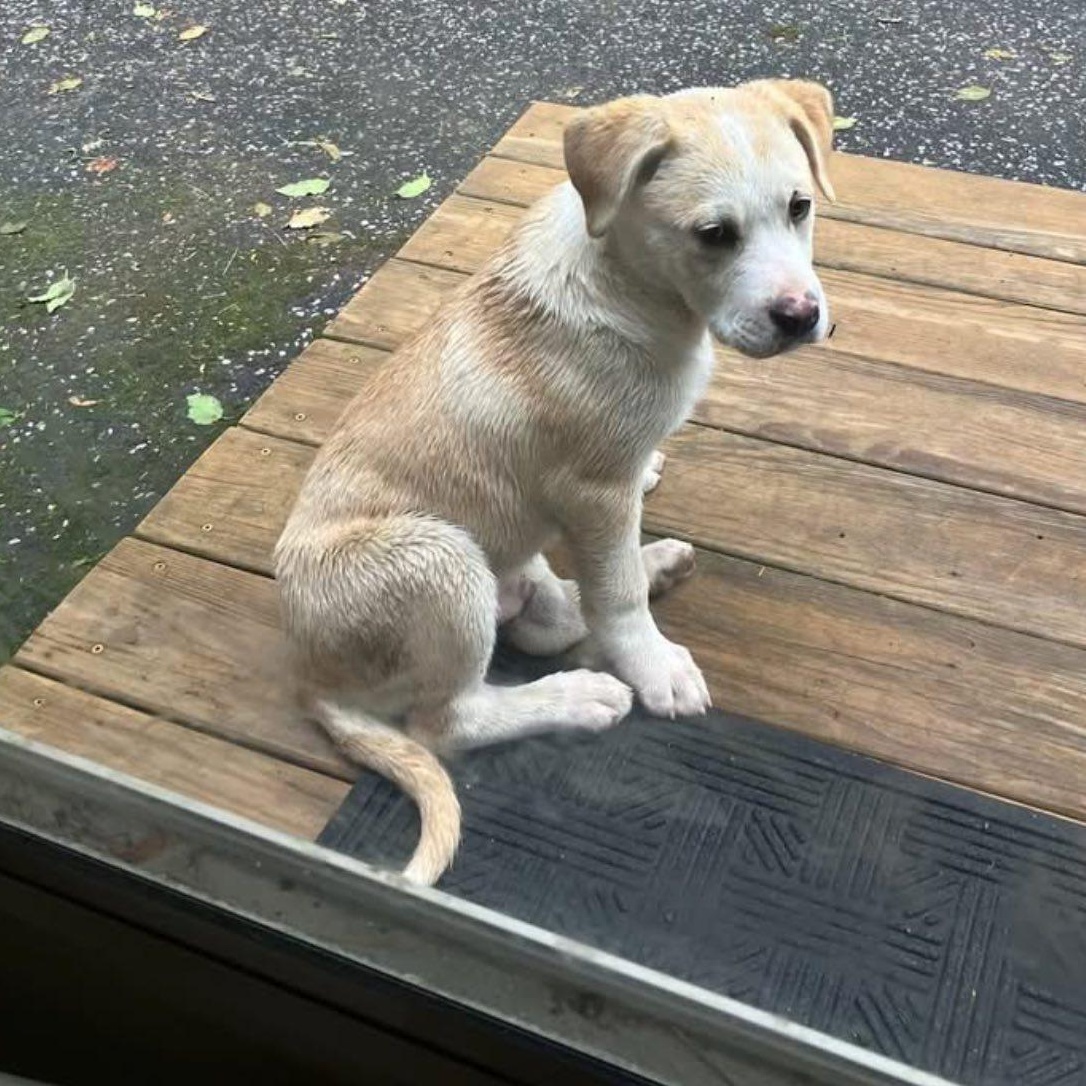 Enlarge OLIVER, an adopted Labrador Retriever in East Flat Rock, NC image 5/6