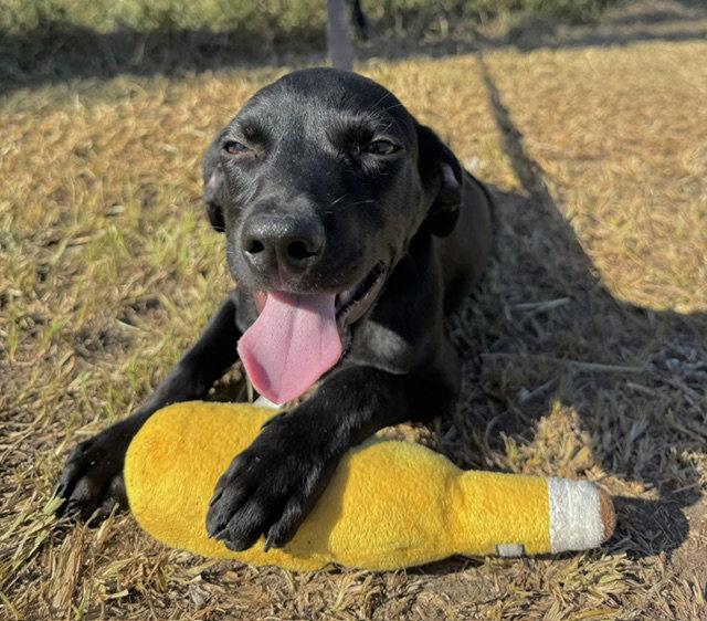 Enlarge Grant, a Adoptable mixed breed in Tarrytown, GA image 1/3