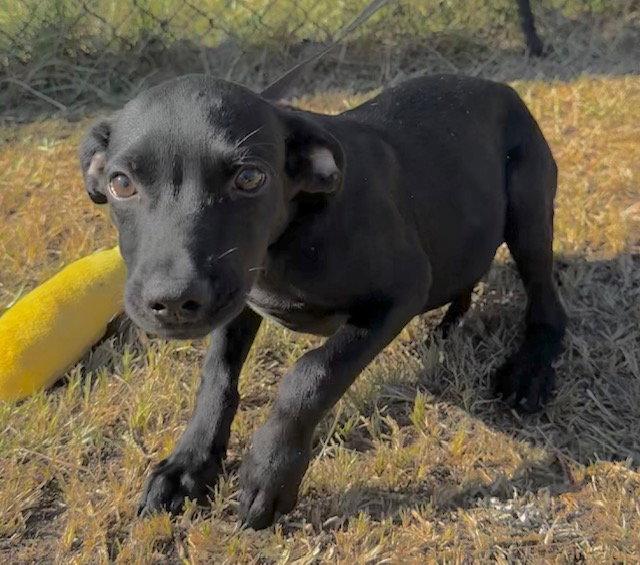 Enlarge Grant, a Adoptable mixed breed in Tarrytown, GA image 2/3